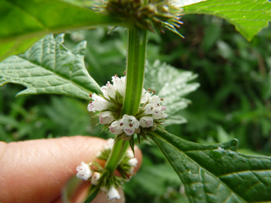 Petites fleurs blanches tachetées de rouge et verticillées à la base des feuilles. Agrandir dans une nouvelle fenêtre (ou onglet)